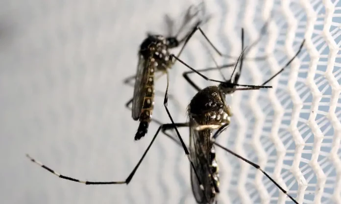 mosquitos_aedes_aegypti_dengue